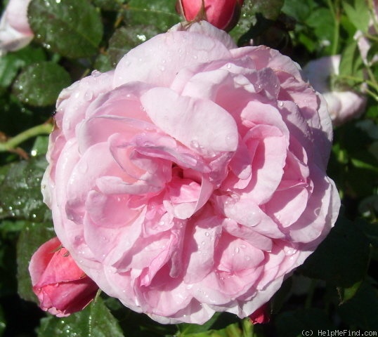 'Flashlight ® (shrub, Noack, 2007)' rose photo