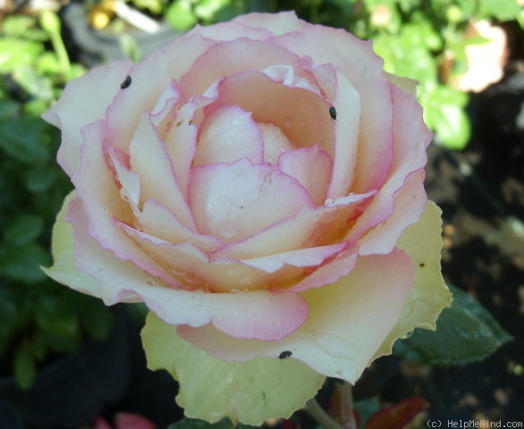'Jalitah' rose photo