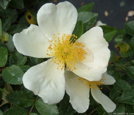 'Jersey Beauty' rose photo