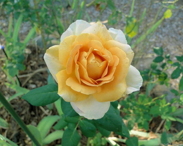 'Autumn Gold' rose photo