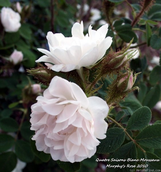 'Quatre Saisons Blanc Mousseux' rose photo