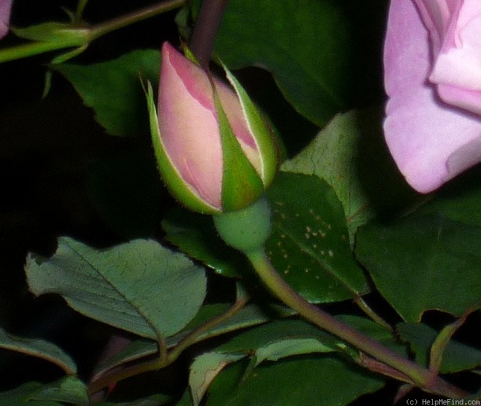'Hume's Blush Tea-scented China' rose photo