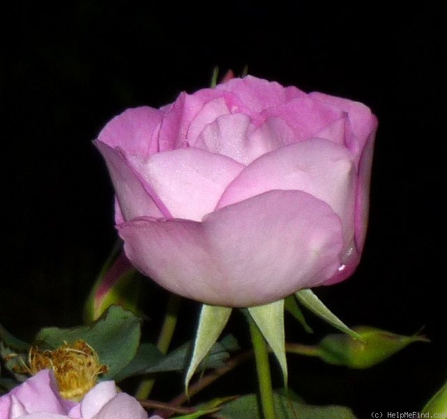 'Hume's Blush Tea-scented China' rose photo