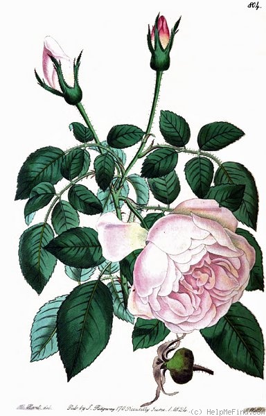 '<i>Rosa indica odoratissima</I> Lindley' rose photo