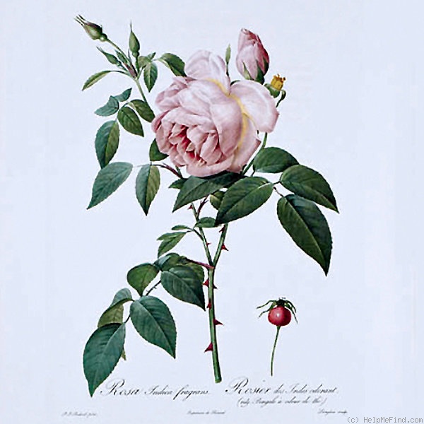 '<I>Rosa indica fragrans</i> Redout. & Thory synonym' rose photo