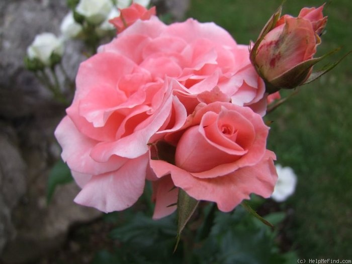 'Silberzauber' rose photo