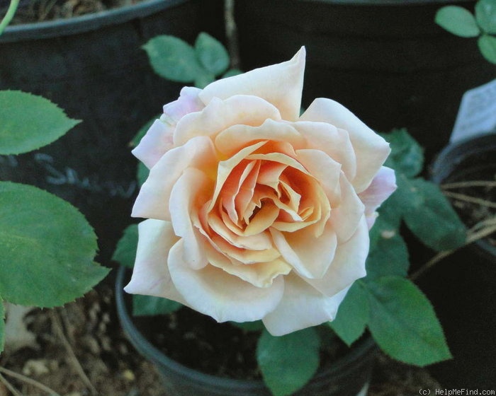 'Feu Joseph Looymans' rose photo