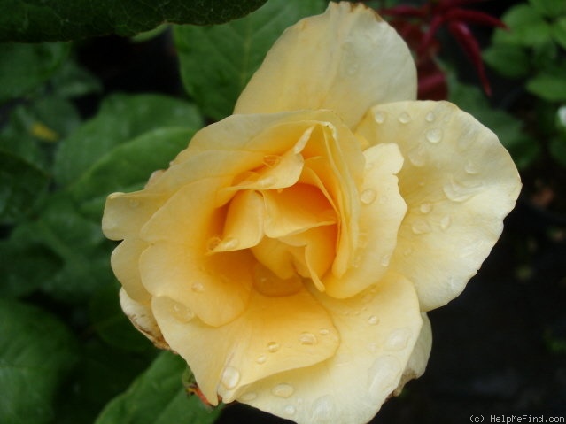 'Yellow Queen Elizabeth' rose photo