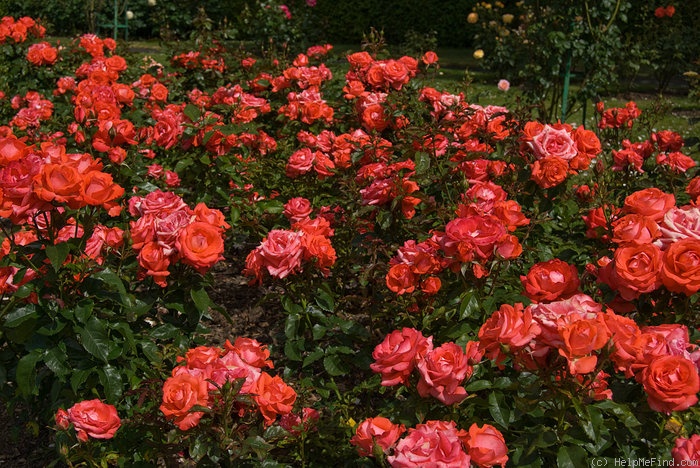 'Melody Maker' rose photo