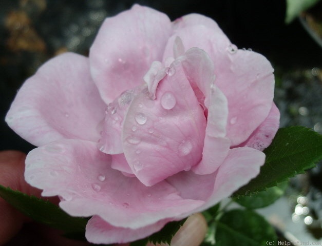 'Gerbe Rose' rose photo