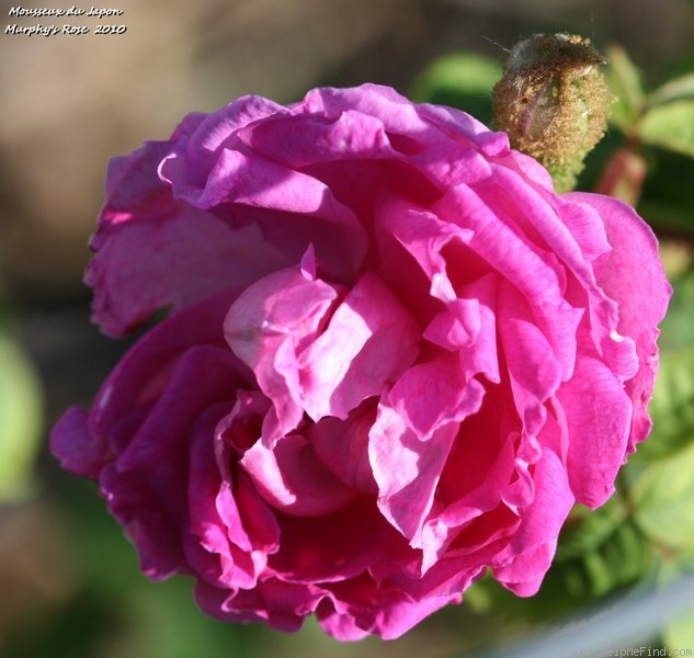 'Mousseux du Japon' rose photo