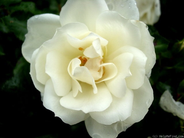 'Schneeflocke (floribunda, Noack 1991)' rose photo