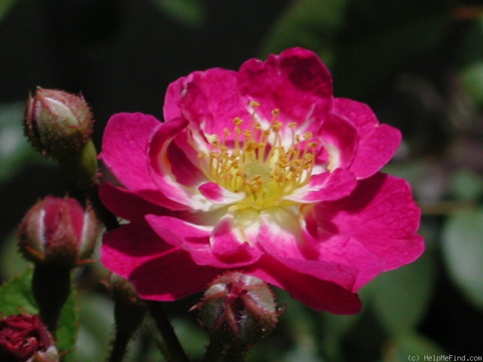 'Lauren (Polyantha, Rupert, 2003)' rose photo
