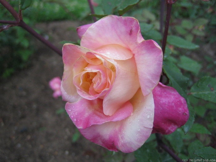 'Madame Rose Romarin' rose photo