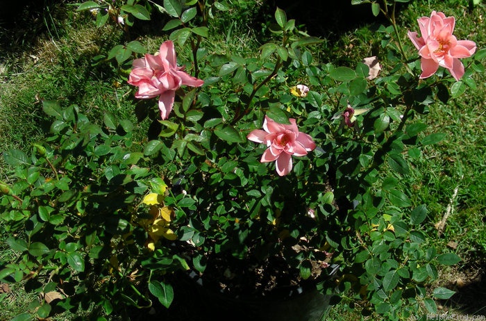 'Halo Dolly' rose, click to enlarge 'Halo Dolly' rose photo