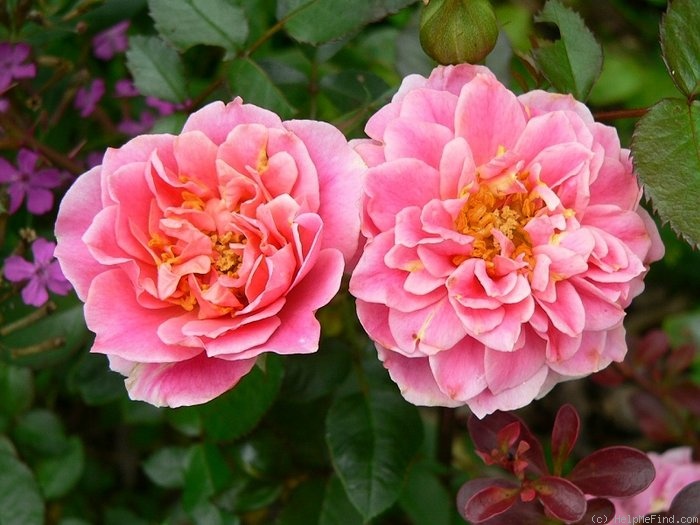 'Make A Wish (miniature, Mehring 1996)' rose, click to enlarge 'Make A Wish (miniature, Mehring 1996)' rose photo