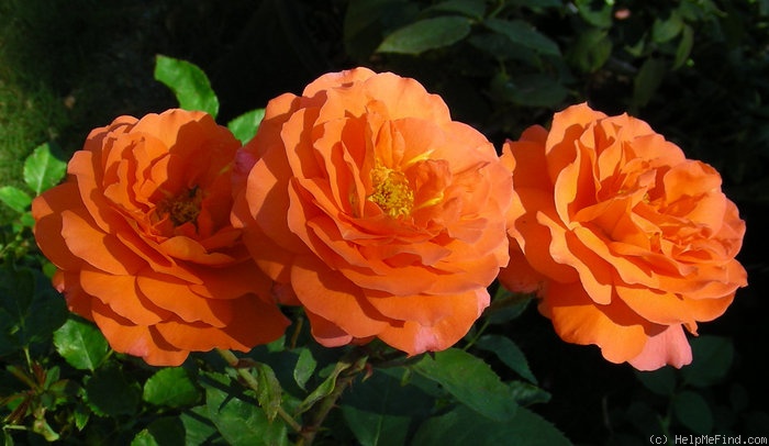 'Tea Time (hybrid tea, Evers/Tantau, 1994)' rose photo