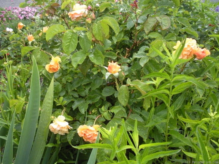 'Royal Amber ™' rose photo