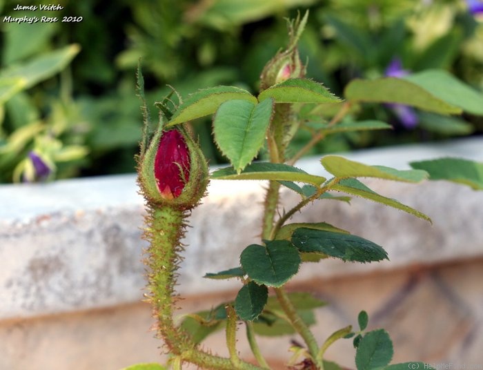 'James Veitch (perpetual moss, E. Verdier, 1864)' rose, click to enlarge 'James Veitch (perpetual moss, E. Verdier, 1864)' rose photo