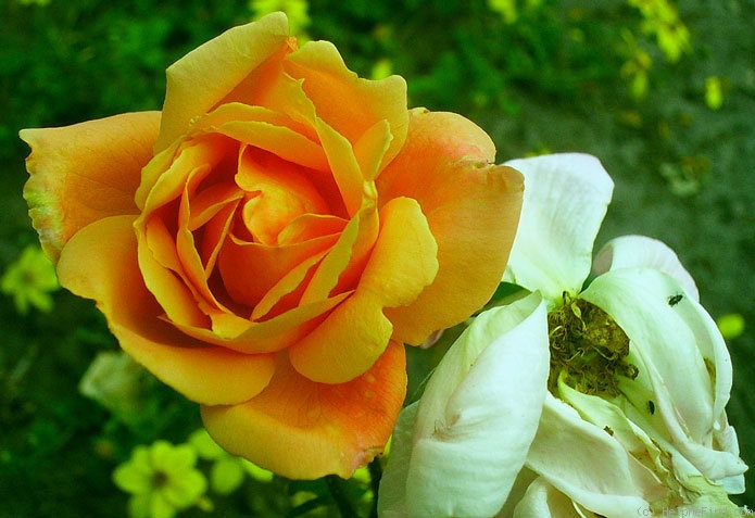'Independence Day' rose photo