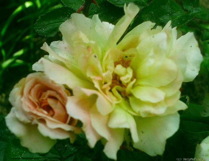 'Zlatá Praha' rose photo