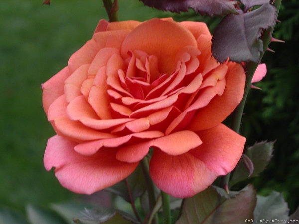 'Scottish Highlands' rose photo