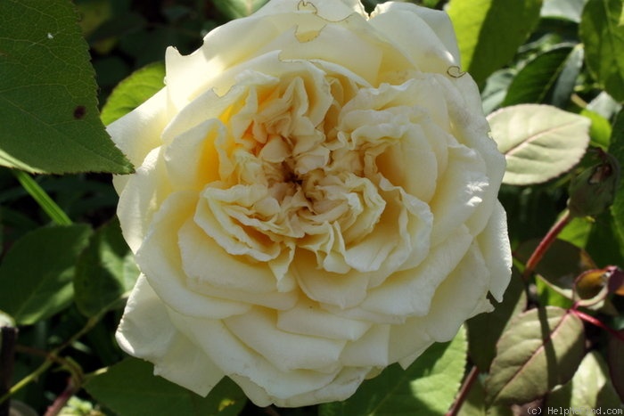 'Miss Alice de Rothschild' rose photo