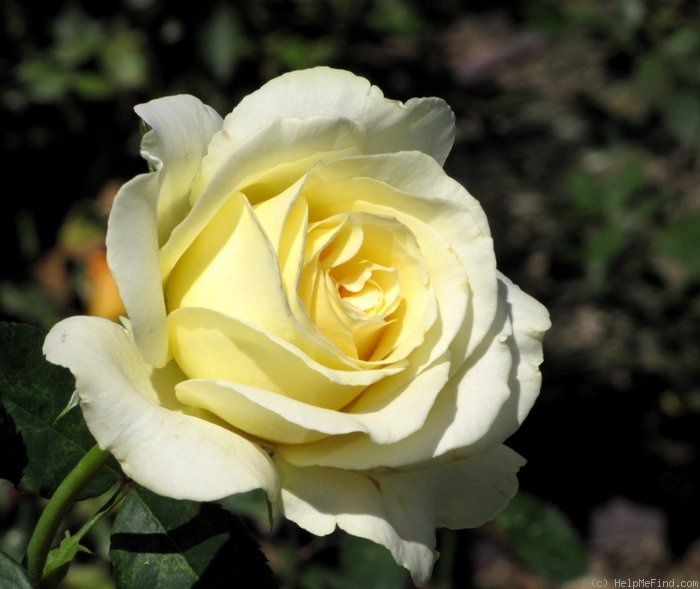 'Elina ®' rose photo