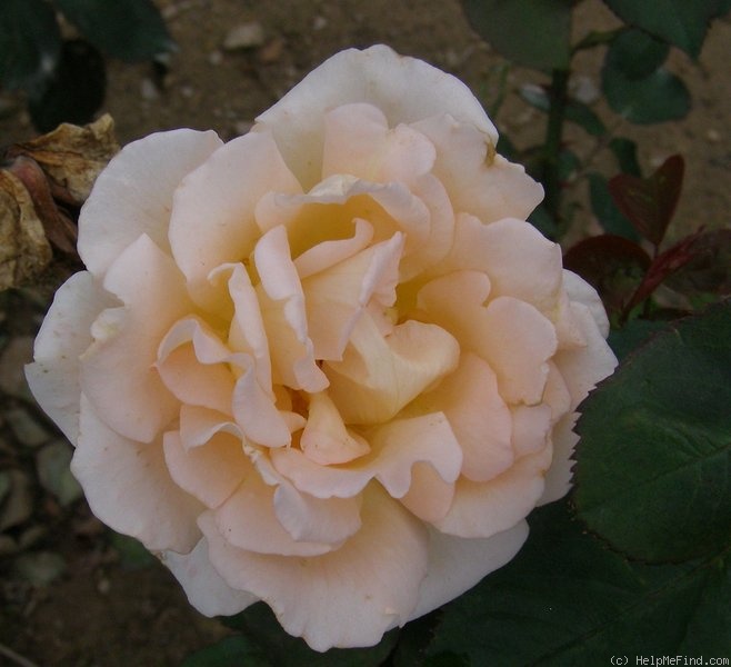 'Nette Rosmarie' rose photo