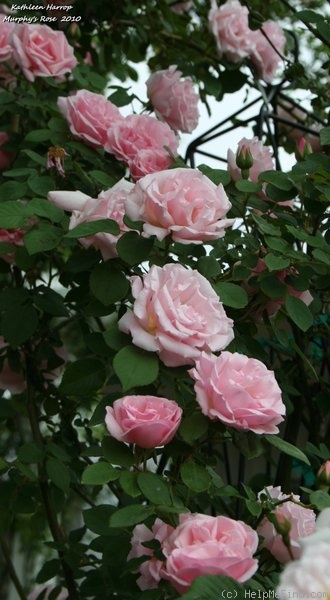 'Kathleen Harrop' rose photo