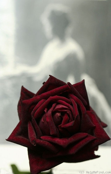 'The Prince ®' rose photo