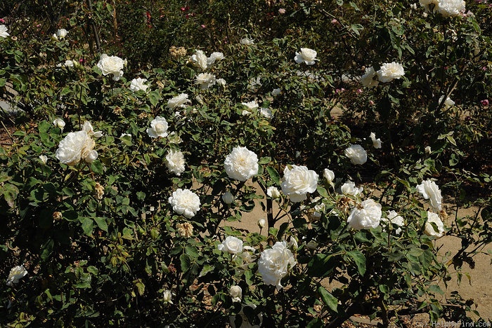 'Snowbird' rose photo