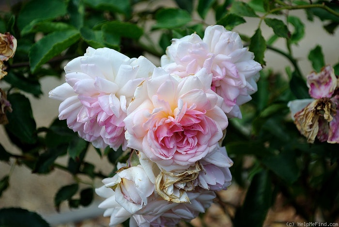 'W. Freeland Kendrick' rose photo
