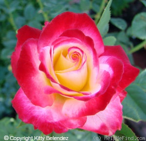 'Abby's Angel' rose photo