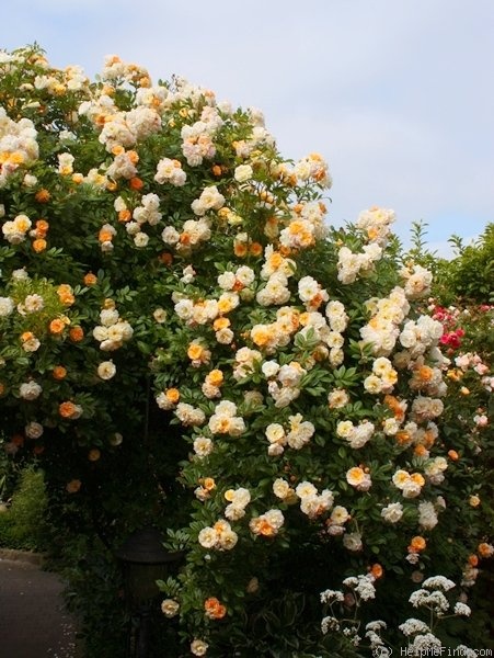 'Ghislaine de Féligonde' rose photo