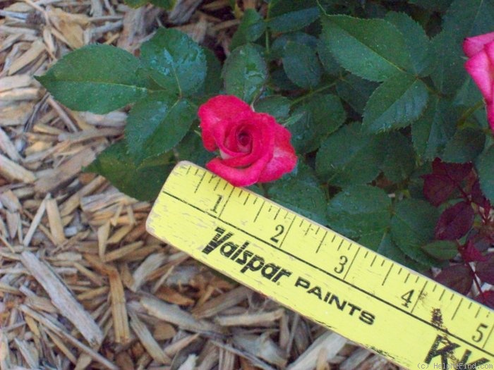 'Renegade (miniature, Tucker 2008)' rose photo