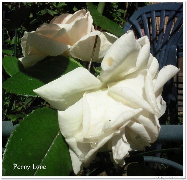 'Penny Lane (climber, Harkness, 1998)' rose photo