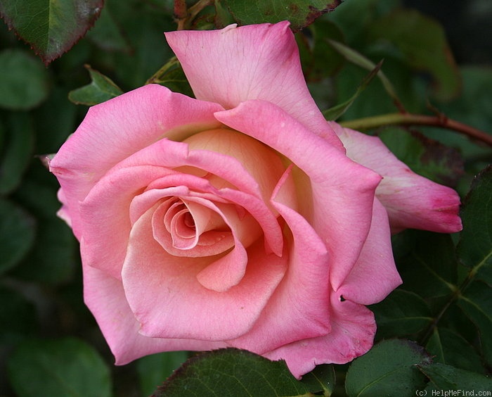 'Strawberry Romance' rose photo
