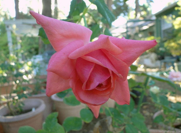 'Norma Major' rose photo