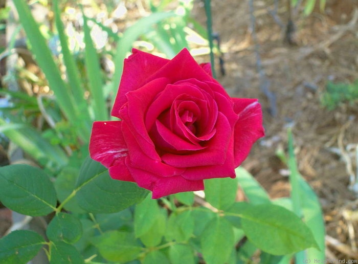 'Stephanie Diane' rose photo