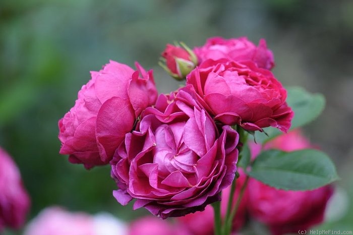 'Ascot (shrub, Evers 2007)' rose photo