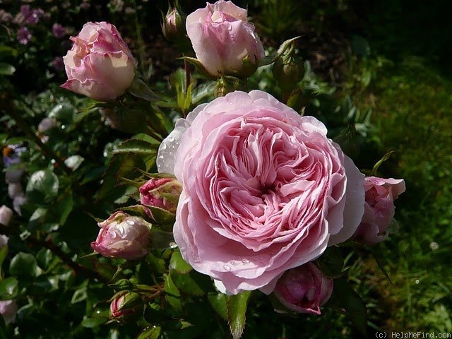 'Mariatheresia ®' rose photo