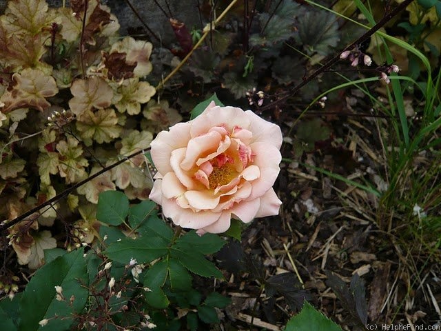 'Vesper' rose photo