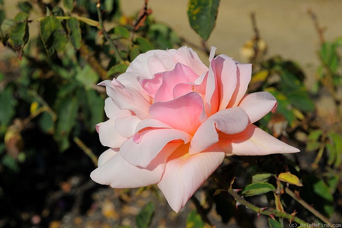 'Madame Jean Gaujard' rose photo