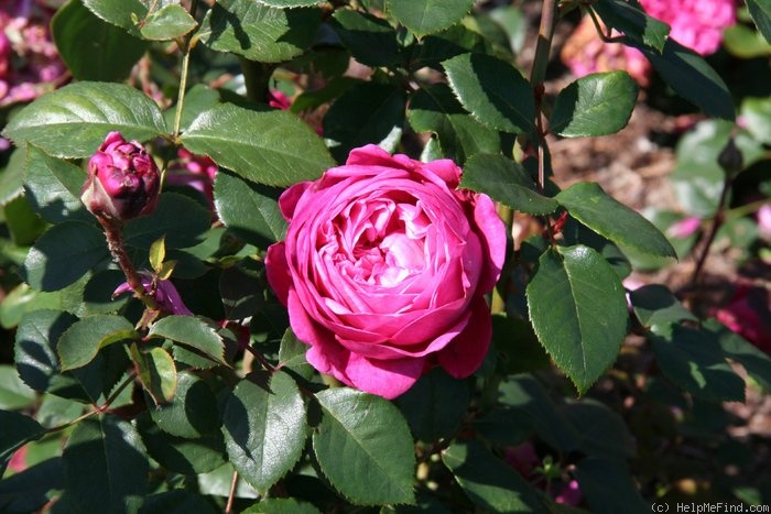 'Natalie (shrub, Olesen, 2009)' rose photo