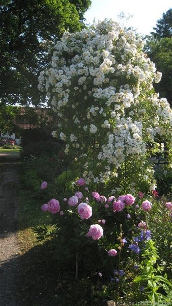 'R. helenae' rose photo