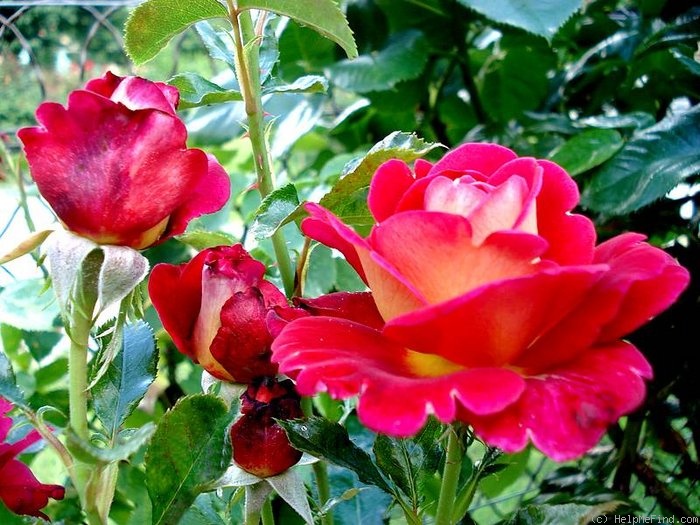 'Macha Méril ®' rose photo