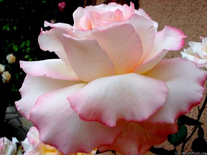 'Pierre Tchernia ®' rose, click to enlarge 'Pierre Tchernia ®' rose photo