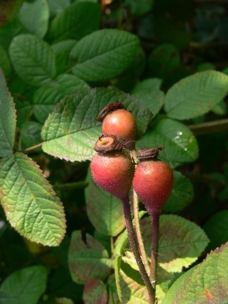'Alain Blanchard (hybrid gallica, Vibert, 1839)' rose photo