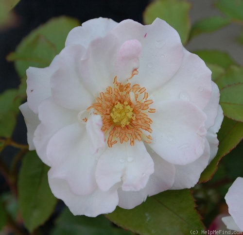 'Abigaile ®' rose photo
